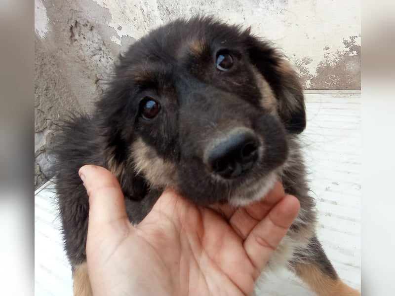 STELUTA, süßes Leckermäulchen, 3 Monate, 27 cm, Mischlingsmädchen, Tierschutz Rumänien