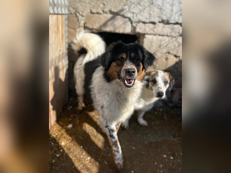 ⭐️OREO⭐️, Rüde, 4 Jahre, 43 cm, Mischling, Tierschutz