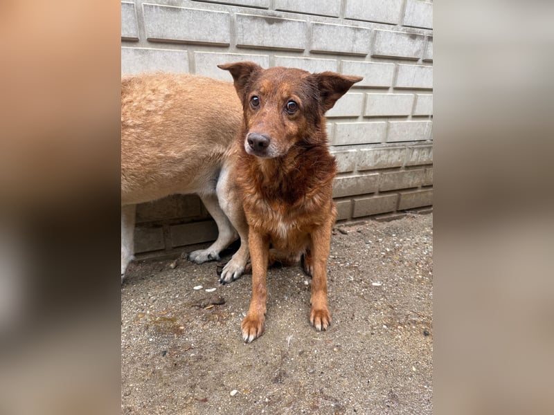 Karesz sucht Gnadenplatz
