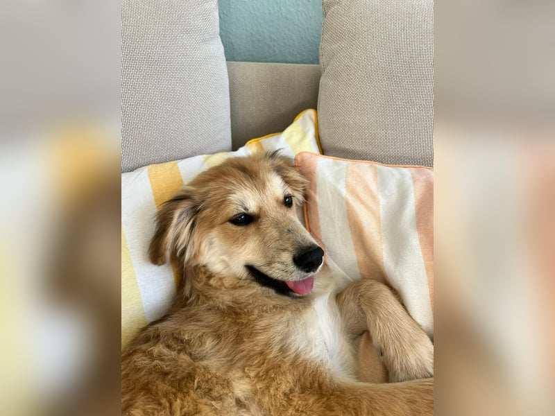 KORBEL, schlauer Schatz, 5 Monate, 41 cm, Mischlingsjunge, Pflegestelle 51503, Tierschutz Rumänien