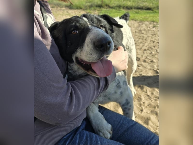 Rabies, ein Traumhund