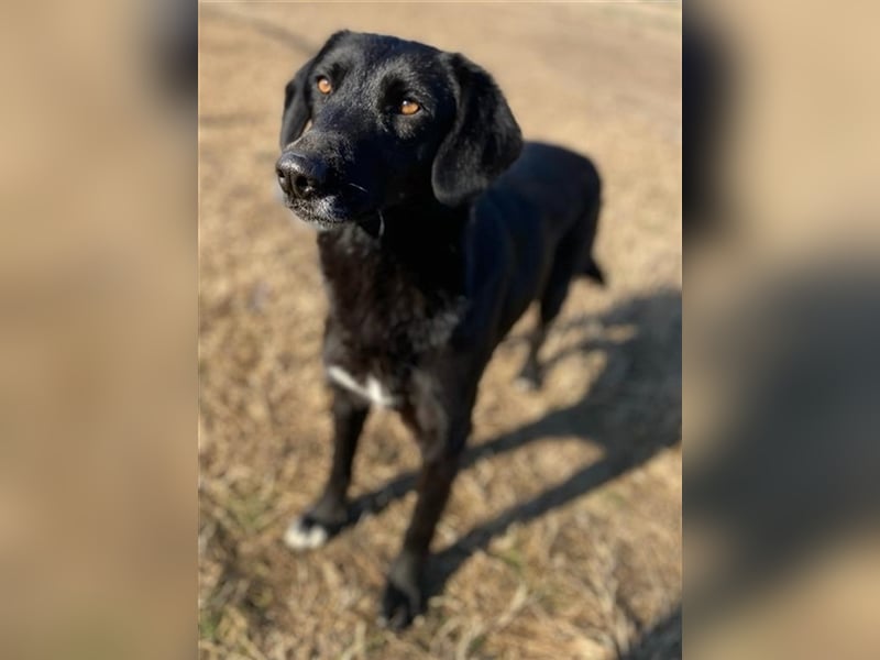 Africa, geb. ca. 01/2019, lebt in GRIECHENLAND, im städt. Tierheim Serres