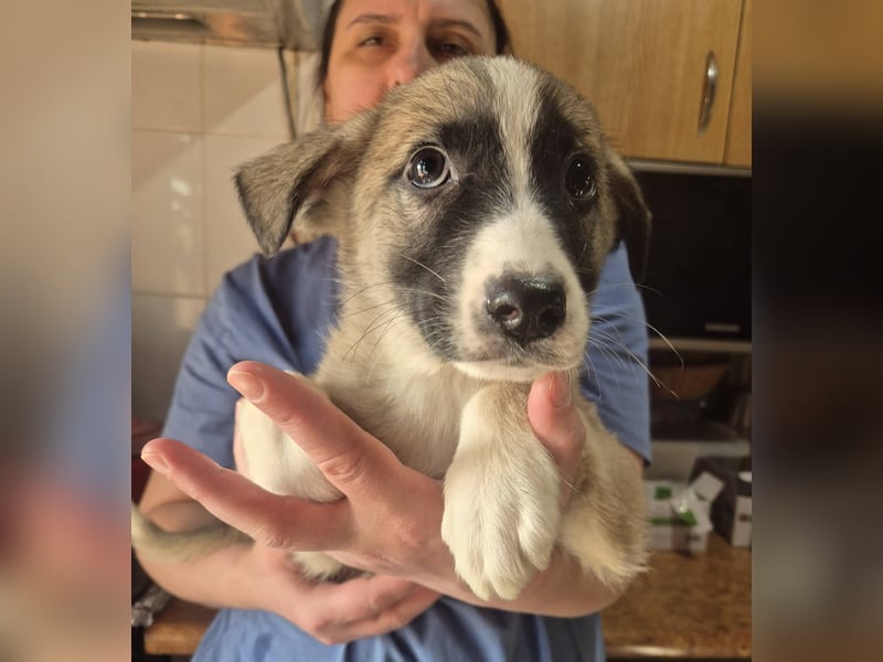 Welpenjunge 273741 möchte gerne zu DIR reisen