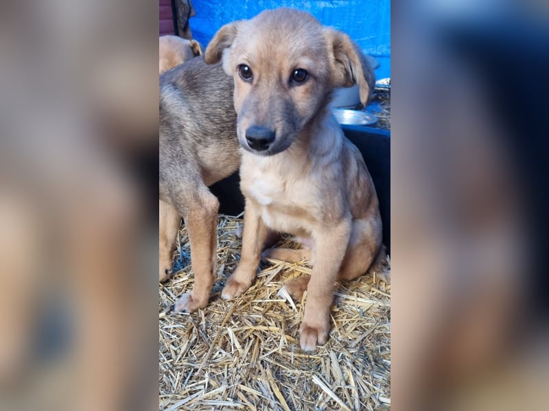 ⭐️Armani⭐️, aufgeweckter Welpe, Rüde, 6 Monate, im Wachstum, Mischling, Tierschutz