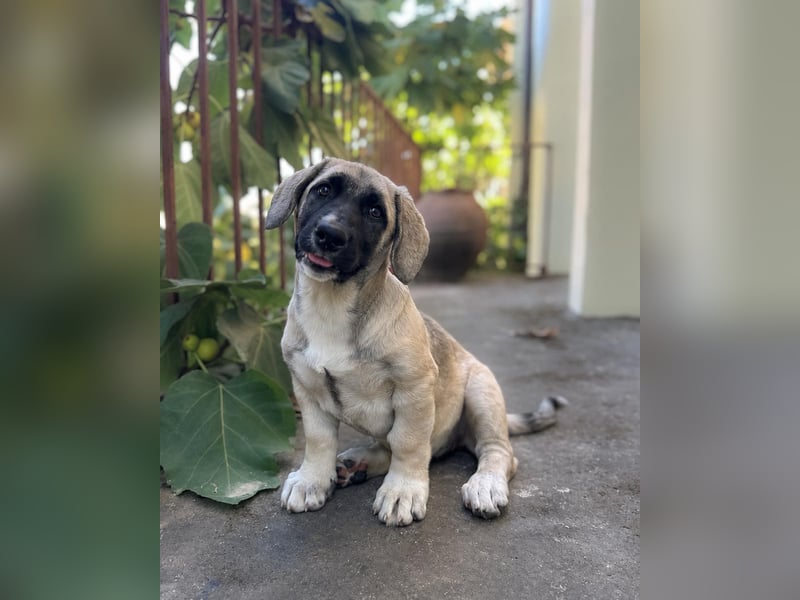 Birdie aus unserem Vogel Wurf wartet in Portugal auf dich!