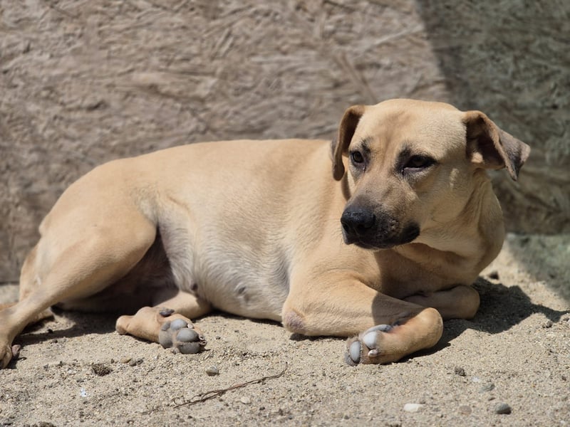 ⭐️MELINA⭐️absolute Frohnatur, Hündin, 3 Jahre, 48 cm, Mischling, Tierschutz