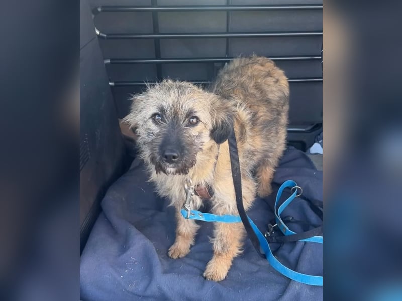 HEARTY, zuckersüßes Spielkind, 1 Jahr, 41 cm, Mischlingsmädchen, Tierschutz Rumänien