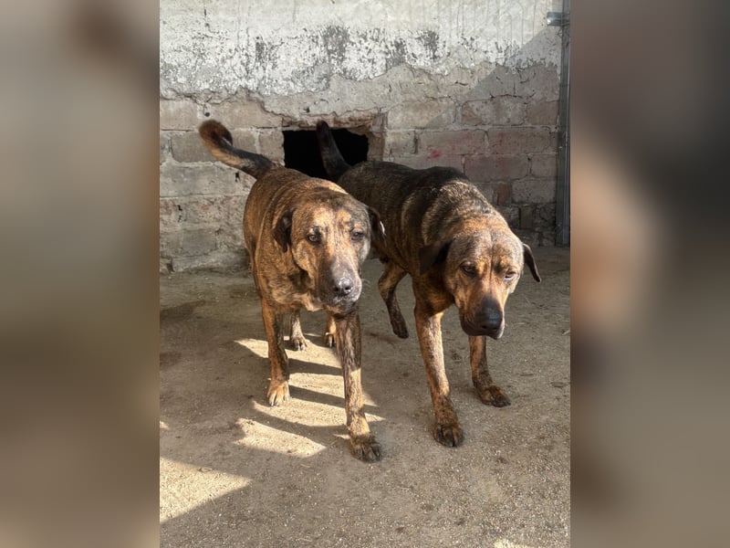 ⭐️ZICO⭐️, besonderes Seelchen, Rüde, 3,5 Jahre, 48 cm, Mischling, Tierschutz Rumänien