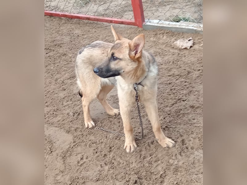 Lita ist ausreisebereit – wer öffnet sein Zuhause?