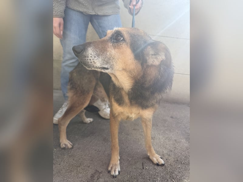 Gáspár möchte endlich ankommen