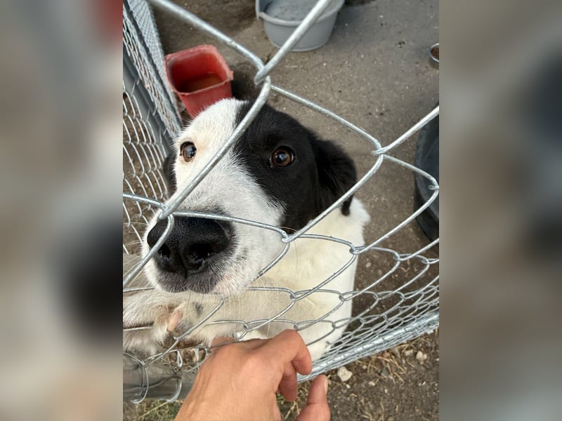 ⭐️SNOOPY⭐️, Spaßvogel und Spielkamerad, Rüde, 1 Jahr, 46cm, Mischling, Tierschutz