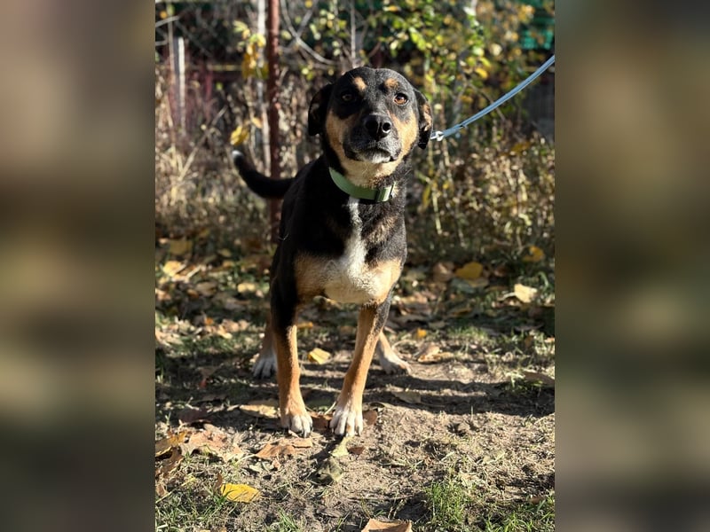 Hugi sucht einen Wegbegleiter