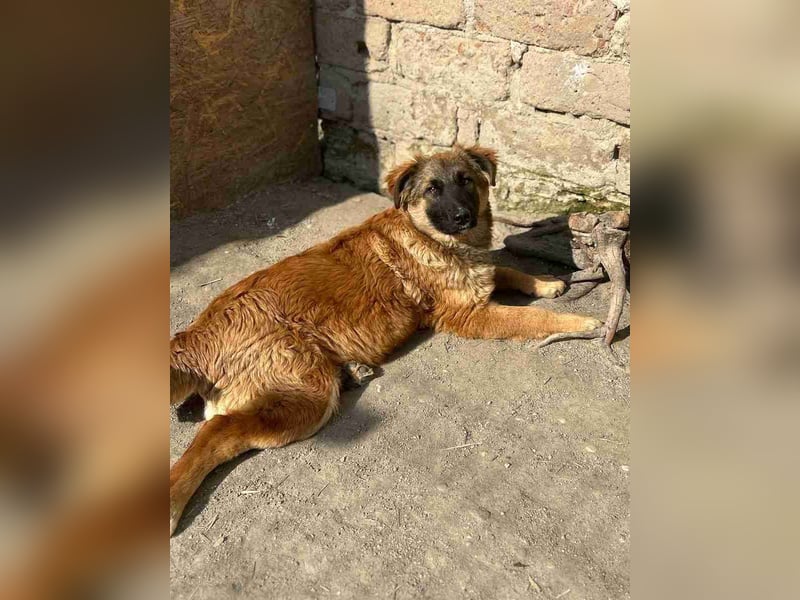 ⭐️TUTU⭐️, Malinois-Mix, Hündin, 8 Monate, ca. 53 cm, Mischling, Tierschutz