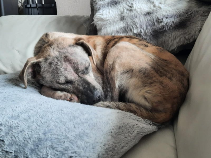 LIV, pure Liebe, 1 Jahr, 40 cm, Mischlingsmädchen, Tierschutz Rumänien, Pflegestelle 46359