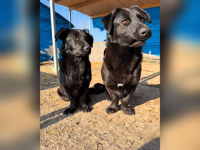 ⭐️COSTEL⭐️, lebenslustiger Hundemann, 3 Jahre, 42 cm, Mischling, Tierschutz