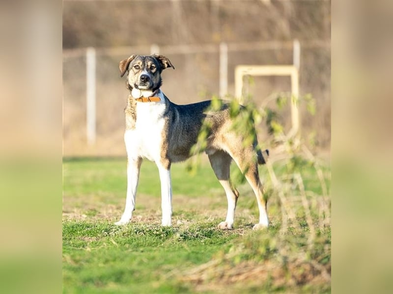 Rüde Larry ist ein prima Kerl. Er lebt in Rumänien bei der Ärztin die ihn gerettet hat