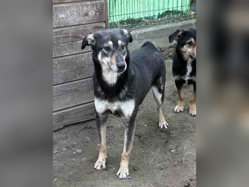 ⭐️ONYA⭐️, Hündin, 3 Jahre, 40 cm, Mischling, Tierschutz