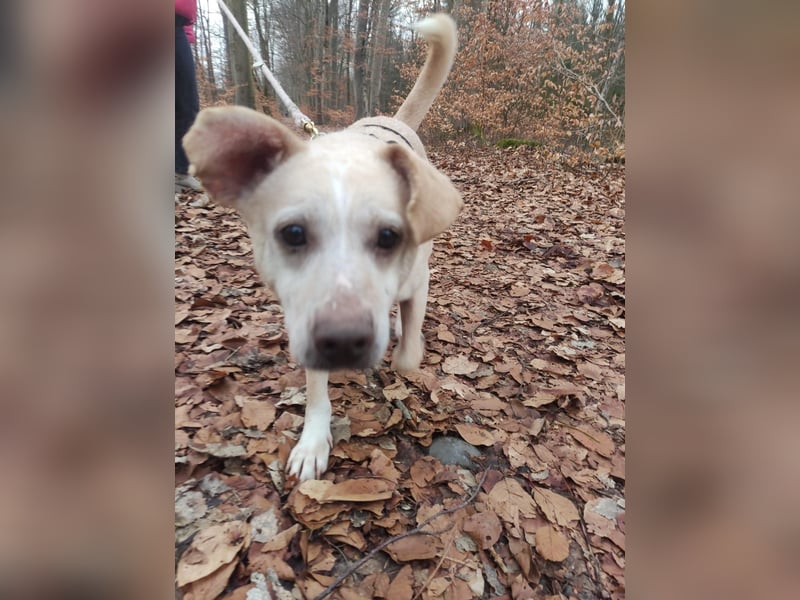 Pepe wartet in Augsburg