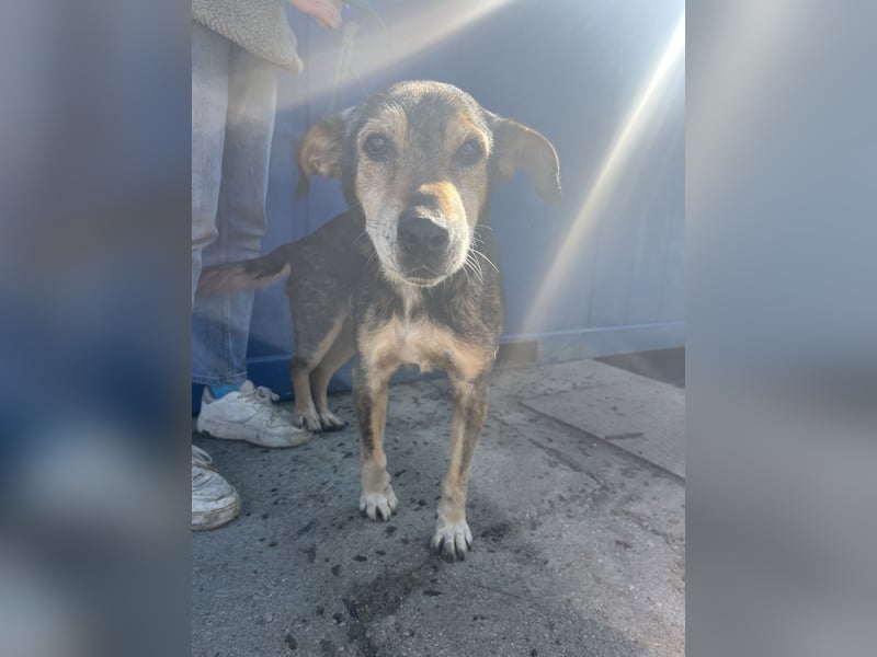 Akela möchte noch einmal Glück und Geborgenheit erleben