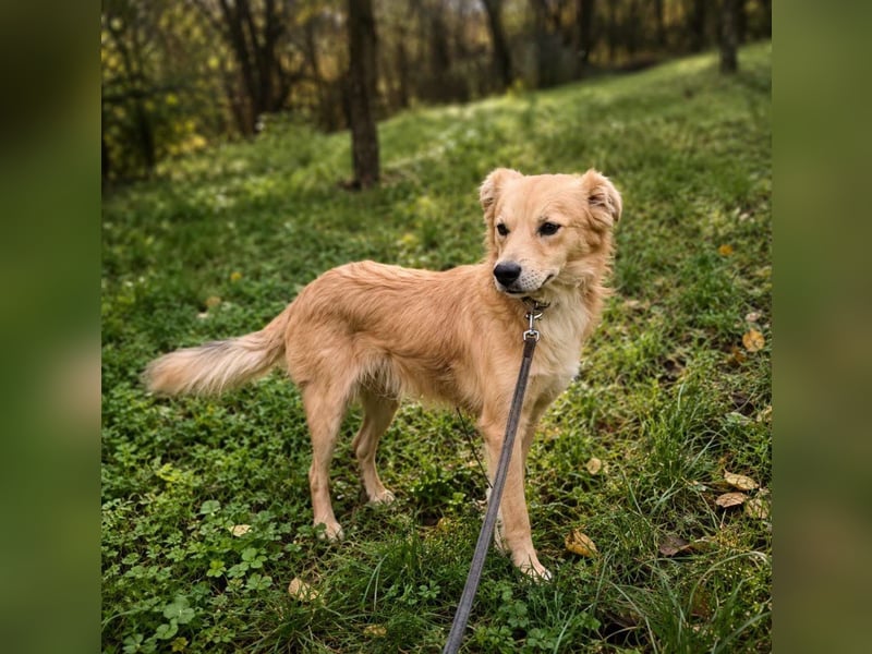 Benji Tierschutzhund sucht ein Zuhause