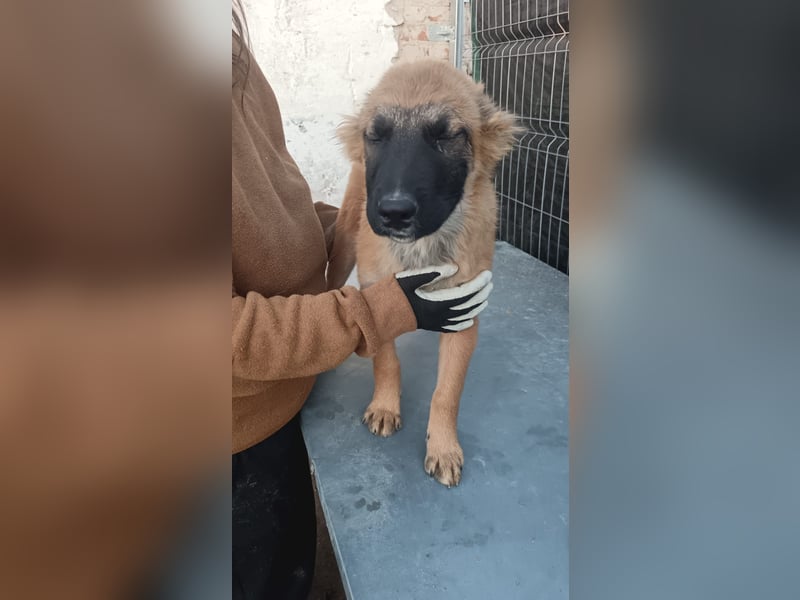 ⭐️TUTU⭐️, Malinois-Mix, Hündin, 8 Monate, ca. 53 cm, Mischling, Tierschutz