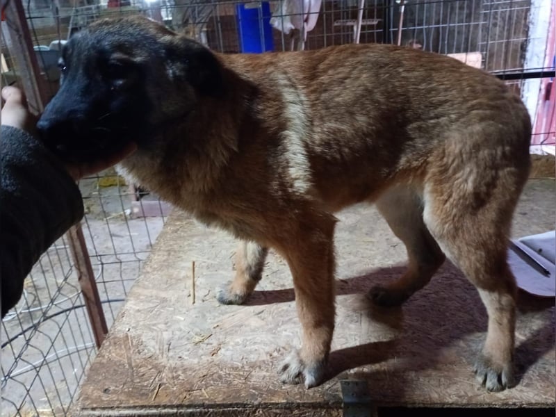 ⭐️TASCHA⭐️, Malinois-Mischling, Hündin, 9 Monate, 50 cm, Mischling, Tierschutz Rumänien