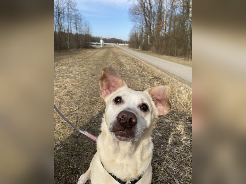 Pepe wartet in Augsburg