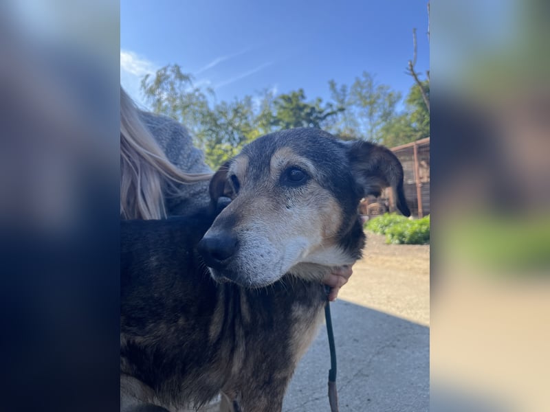 Akela möchte noch einmal Glück und Geborgenheit erleben