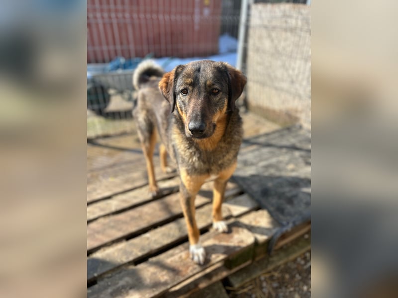 AMY, liebes Leckermäulchen, 2 Jahre, 45 cm, Mischling, Tierschutz Rumänien