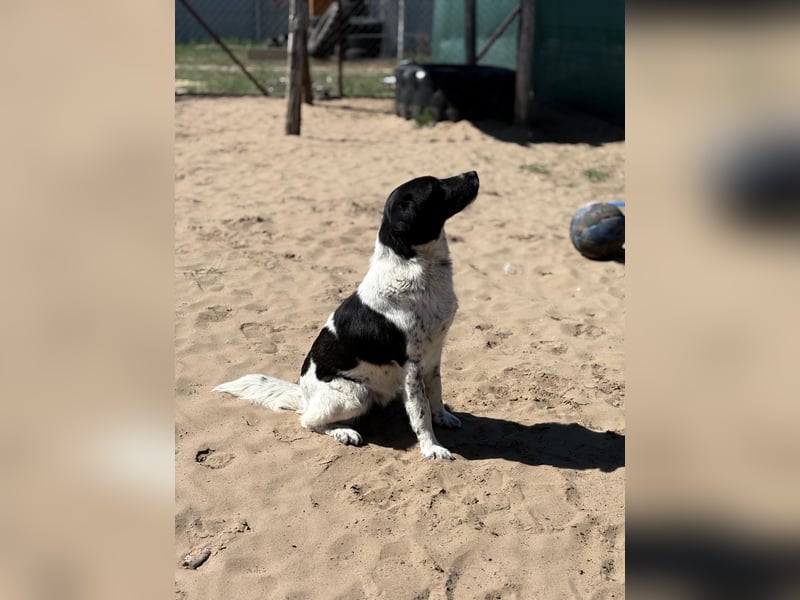 Gaston: Kleiner Reisender sucht Ziel