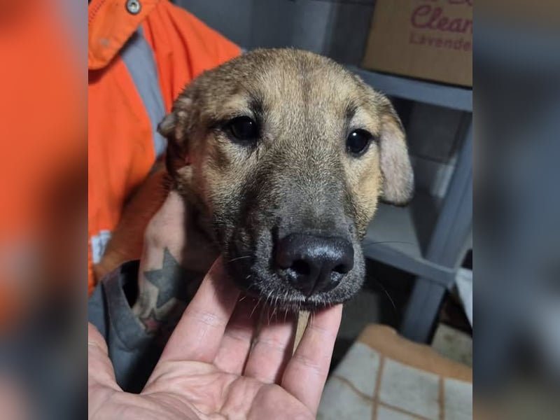 Welpenhündin 890537 stellt sich vor