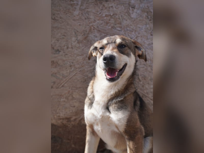 ⭐️ILKER⭐️, fröhlicher Hundejunge, 1 Jahr, 48 cm, Mischling, Tierschutz Rumänien
