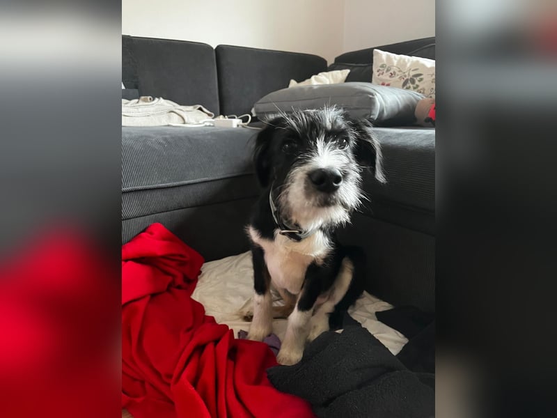 Schlaues Kerlchen Finn - bereits in DE - sucht seine Familie