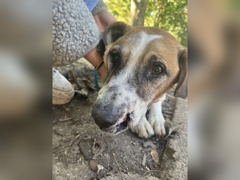 Bounty ist ein treuer Begleiter fürs Leben