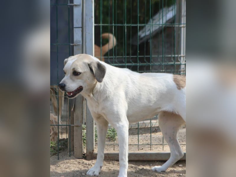 ⭐️CINDY⭐️, Hündin, 7,5 Jahre, 50 cm, Mischling, Tierschutz