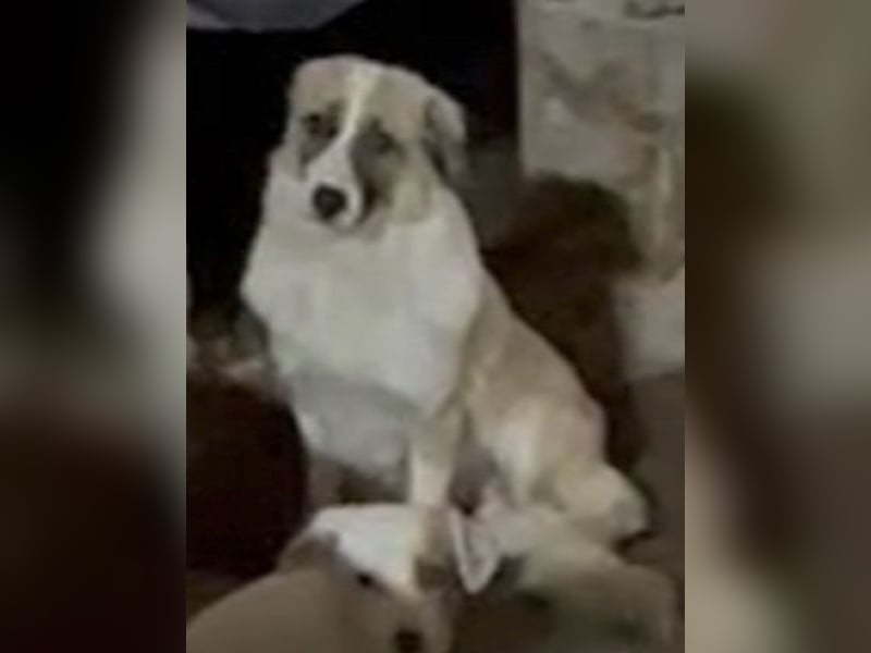 ⭐️FRIDOLIN⭐️, Rüde, 1,5 Jahre, 37 cm, Mischling, Tierschutz