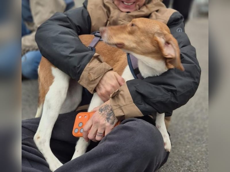 KATRA, Schmusebacke, 1 Jahr, 45 cm, Mischling, Tierschutz, Pflegestelle 57635