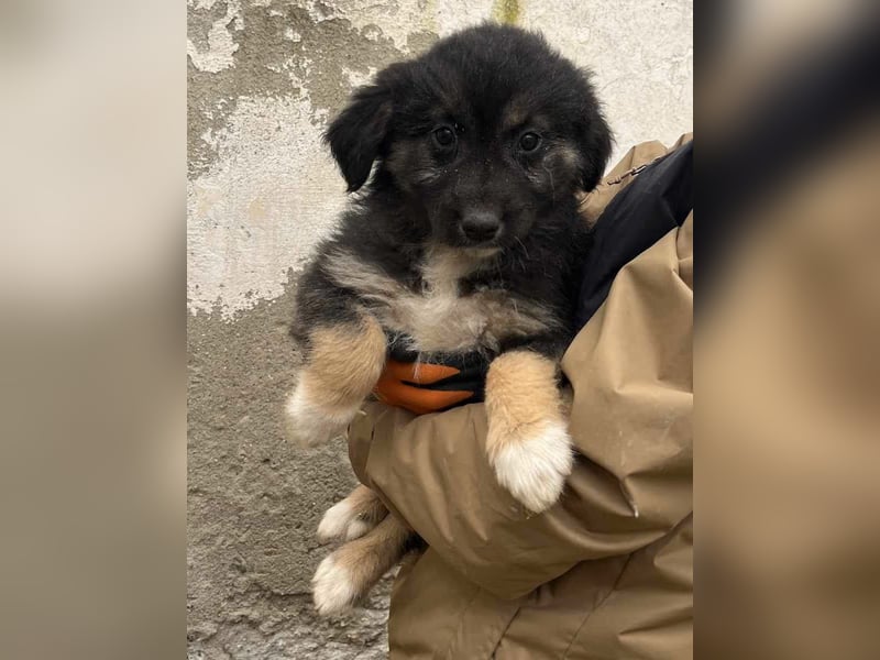 STELUTA, süßes Leckermäulchen, 3 Monate, 27 cm, Mischlingsmädchen, Tierschutz Rumänien