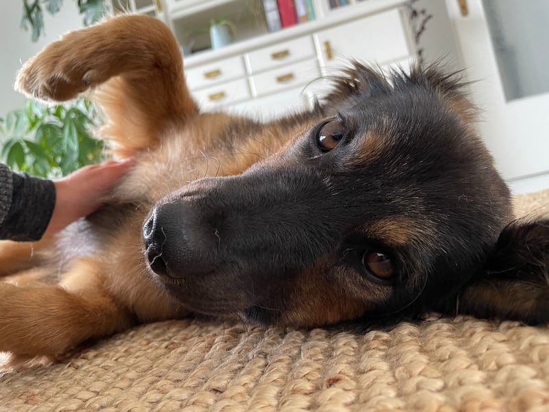 BRYNJA, sensible Angsthündin, 4 Jahre, 42 cm, Mischling, Tierschutz, 48301 Nottuln