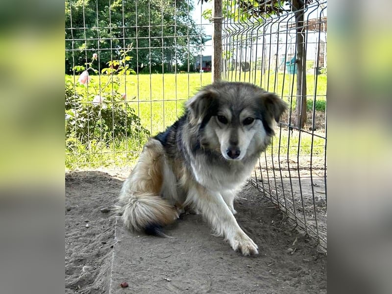 Amber Tierschutzhund sucht ein Zuhause