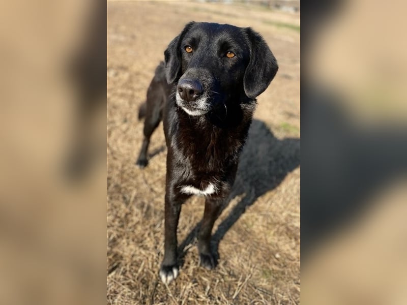 Africa, geb. ca. 01/2019, lebt in GRIECHENLAND, im städt. Tierheim Serres