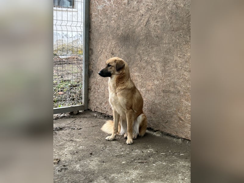 ⭐️DISSY⭐️, schöner Schatz, Hündin, 3 Jahre, 50 cm, Mischling, Tierschutz