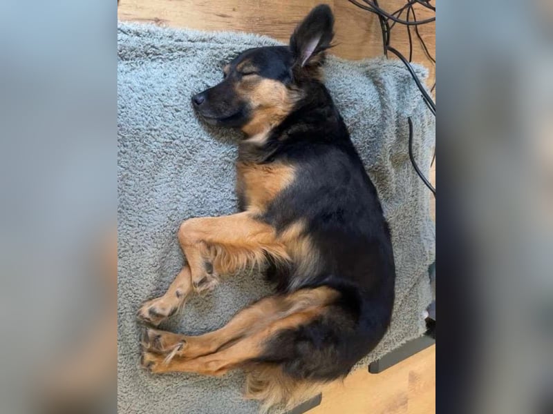 BRYNJA, sensible Angsthündin, 4 Jahre, 42 cm, Mischling, Tierschutz, 48301 Nottuln