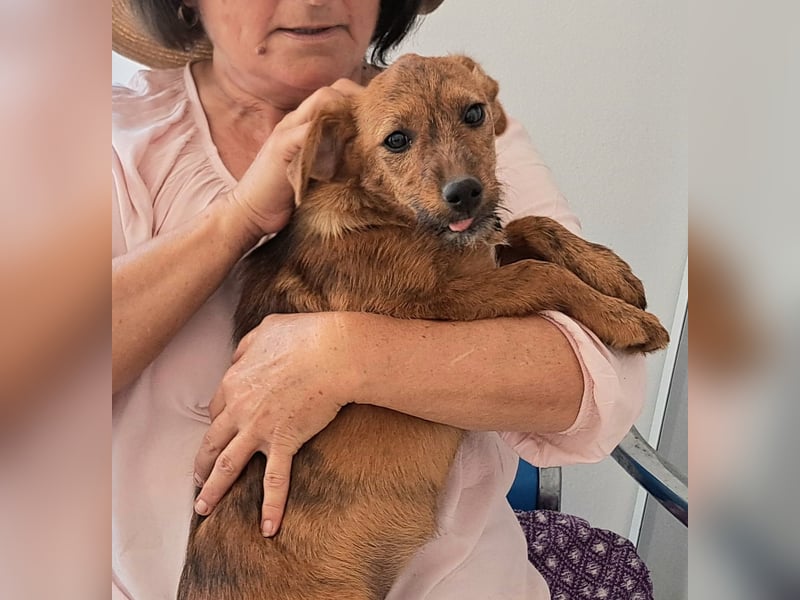 Stela sucht ein liebevolles Zuhause