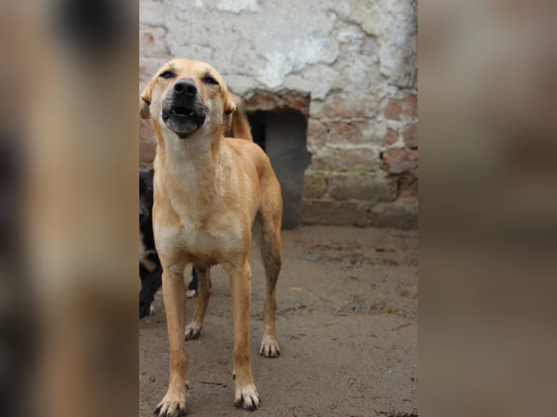 PIRA, sanfte Hündin, 3 Jahre, 46 cm, Mischling, Tierschutz