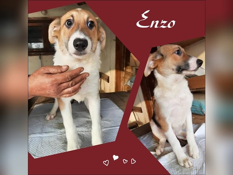 Huhu hier kommt Enzo