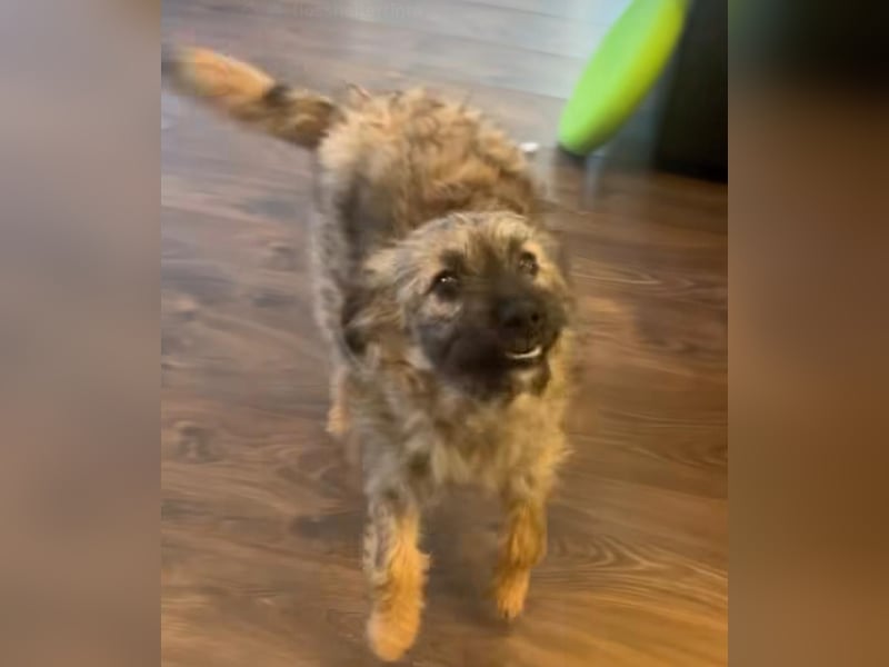 HEARTY, zuckersüßes Spielkind, 1 Jahr, 41 cm, Mischlingsmädchen, Tierschutz Rumänien