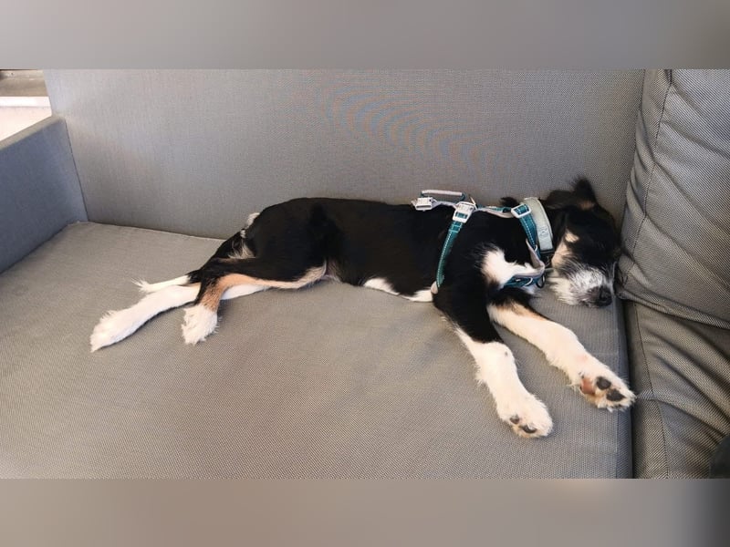 Schlaues Kerlchen Finn - bereits in DE - sucht seine Familie