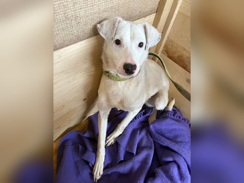 ARTEMIS, liebe Lakritz-Nase, 1 Jahr, 40 cm, Mischlingsmädchen, Tierschutz, Pflegestelle 53773