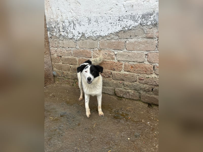 ⭐️SNOOPY⭐️, Spaßvogel und Spielkamerad, Rüde, 1 Jahr, 46cm, Mischling, Tierschutz